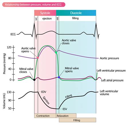 lv pressure curve|normal Lv end diastolic pressure.